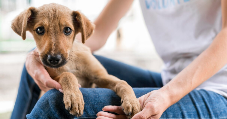 Animal Rescue Dover - PawrPose